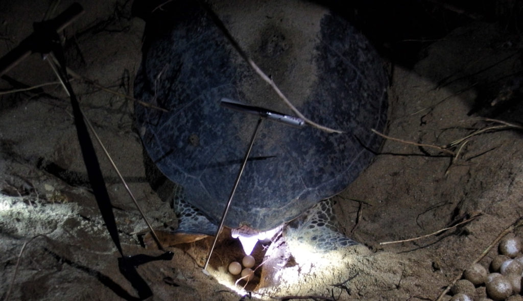 Tartaruga depone uova a Pulau Libaran