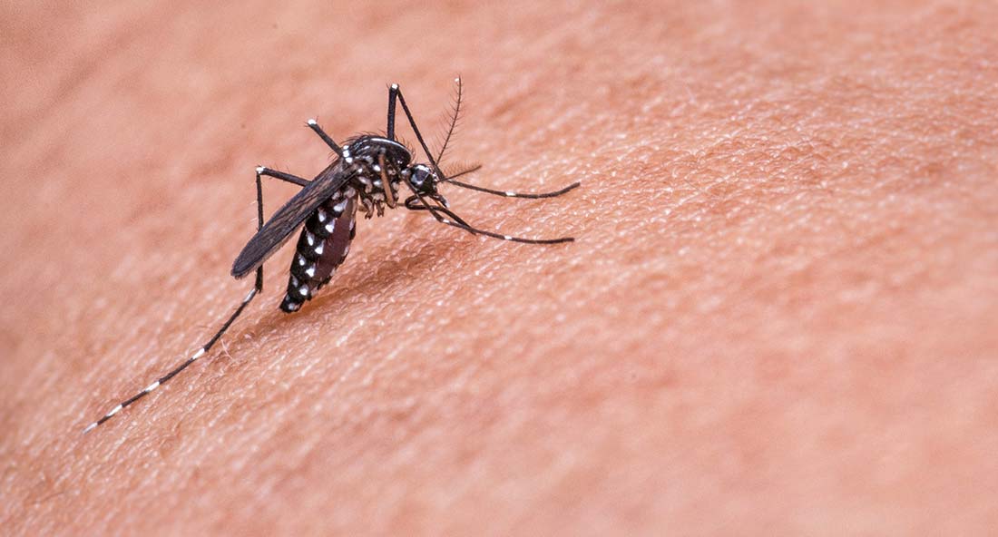 Zanzara malaria Zanzibar