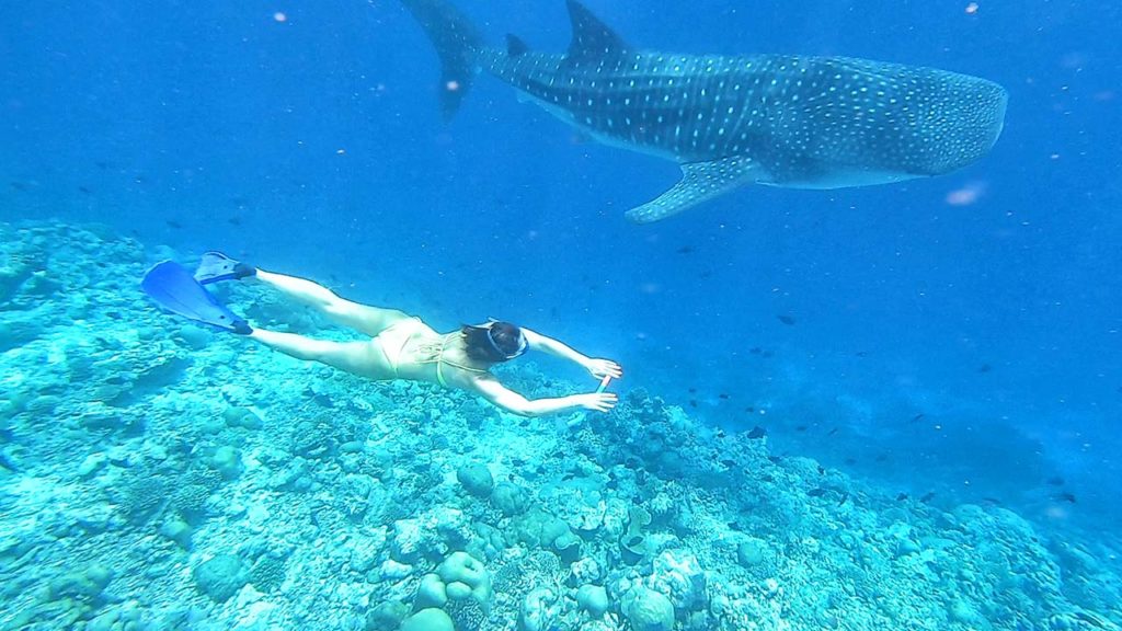 Nuotare con uno squalo balena ad Ari Sud, Maldive