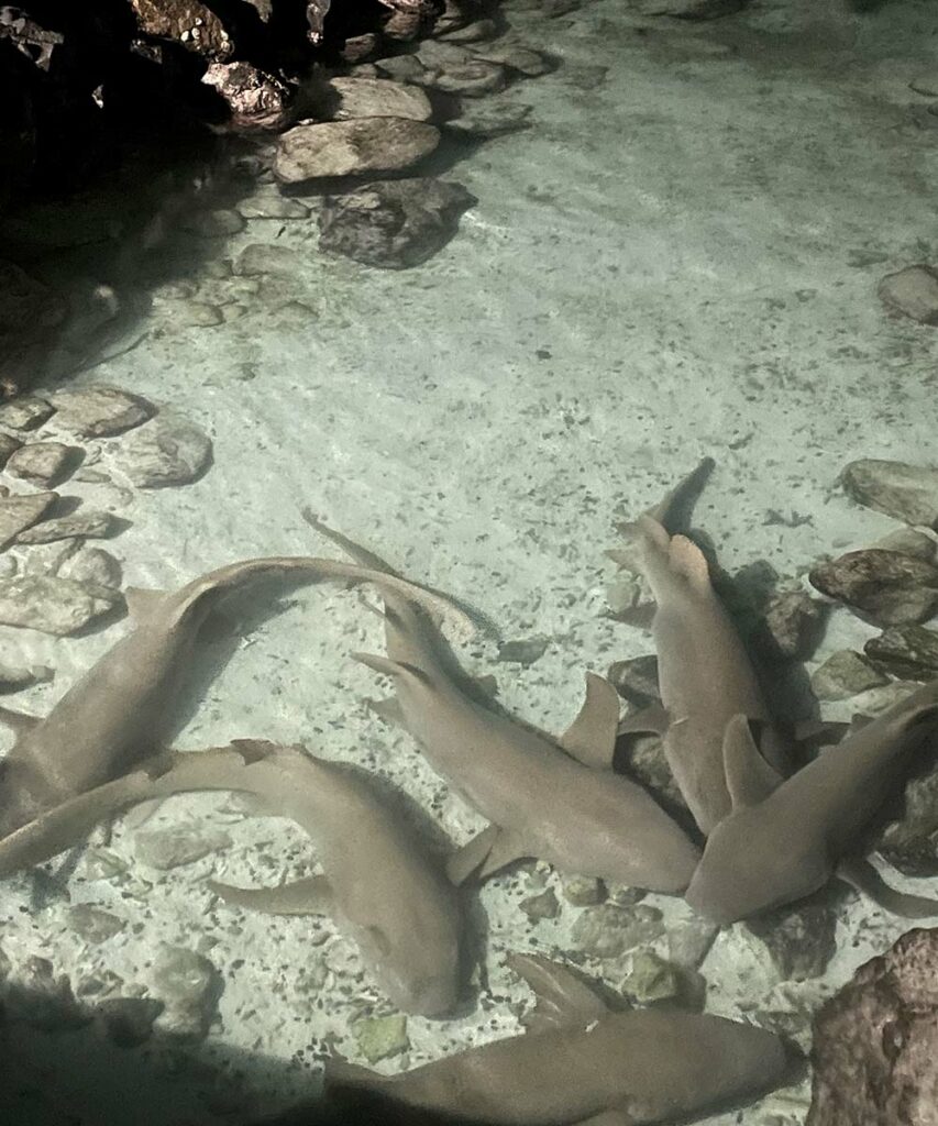 Gli squali nutrice al porto di Mathiveri